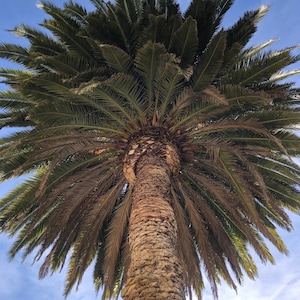 10+ Phoenix Canariensis Frön, Kanarieöarnas Dadelpalm, Kanariepalmfrön, Prydnadspalm bild 1