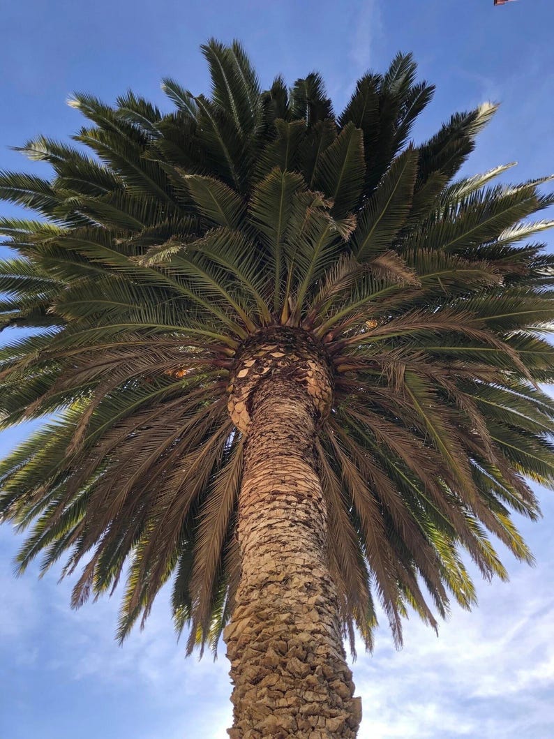 10+ Phoenix Canariensis Frön, Kanarieöarnas Dadelpalm, Kanariepalmfrön, Prydnadspalm bild 1