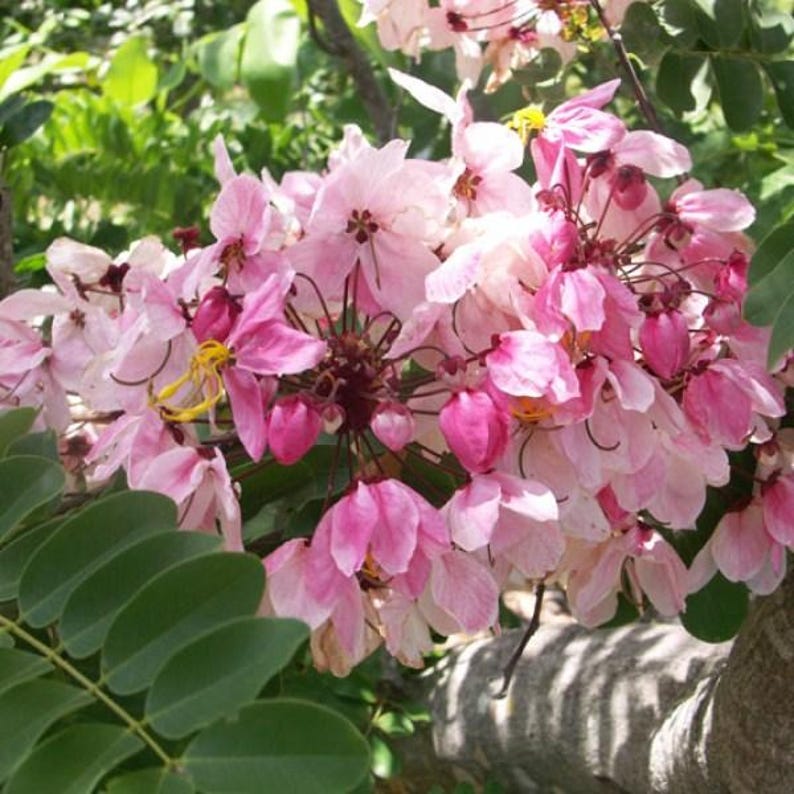 Puede incluir: Un racimo de delicadas flores rosas y blancas con estambres amarillos prominentes, floreciendo en una rama de &aacute;rbol. Los p&eacute;talos exhiben tonos variados de rosa suave, desde un rubor p&aacute;lido hasta un magenta intenso, sobre hojas verdes.