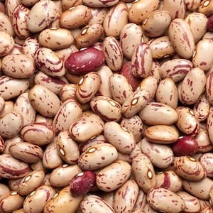 10-30 semillas de frijol pinto, Phaseolus vulgaris, frijol Chitra Rajma imagen 1