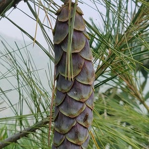 One Pinus wallichiana Cone, Himalayan Blue Pine Botanical Craft Supply image 4