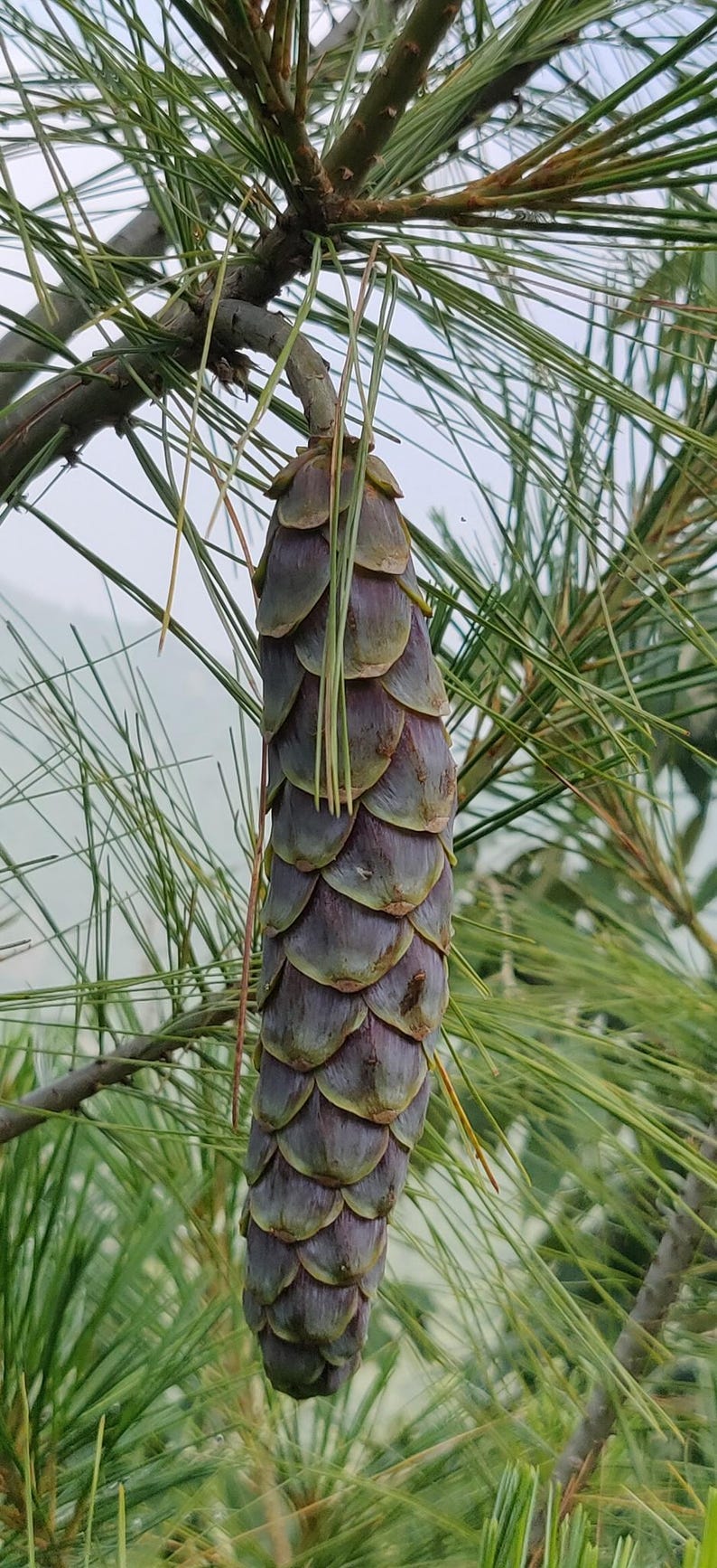 One Pinus wallichiana Cone, Himalayan Blue Pine Botanical Craft Supply image 4