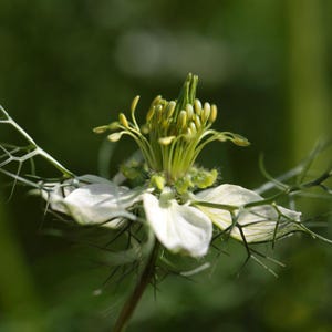 30-300 zwarte komijnzaadjes, Nigella sativa, Kalonji aromatisch kruid afbeelding 7