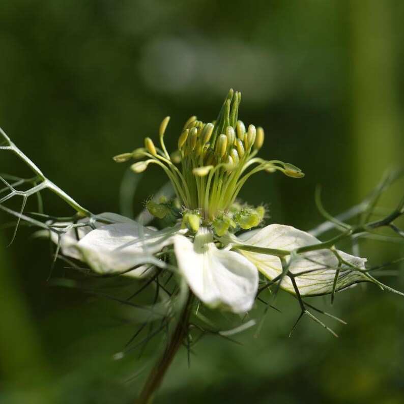 30-300 zwarte komijnzaadjes, Nigella sativa, Kalonji aromatisch kruid afbeelding 7