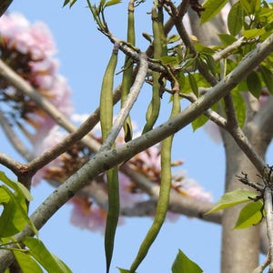 Peut inclure: De longues gousses vertes et fines pendent aux branches d'un arbre. Les gousses sont lisses et cylindriques, se terminant en pointe vers le bas. En arri&egrave;re-plan, des fleurs rose p&acirc;le et des feuilles vertes apparaissent sur un ciel bleu.