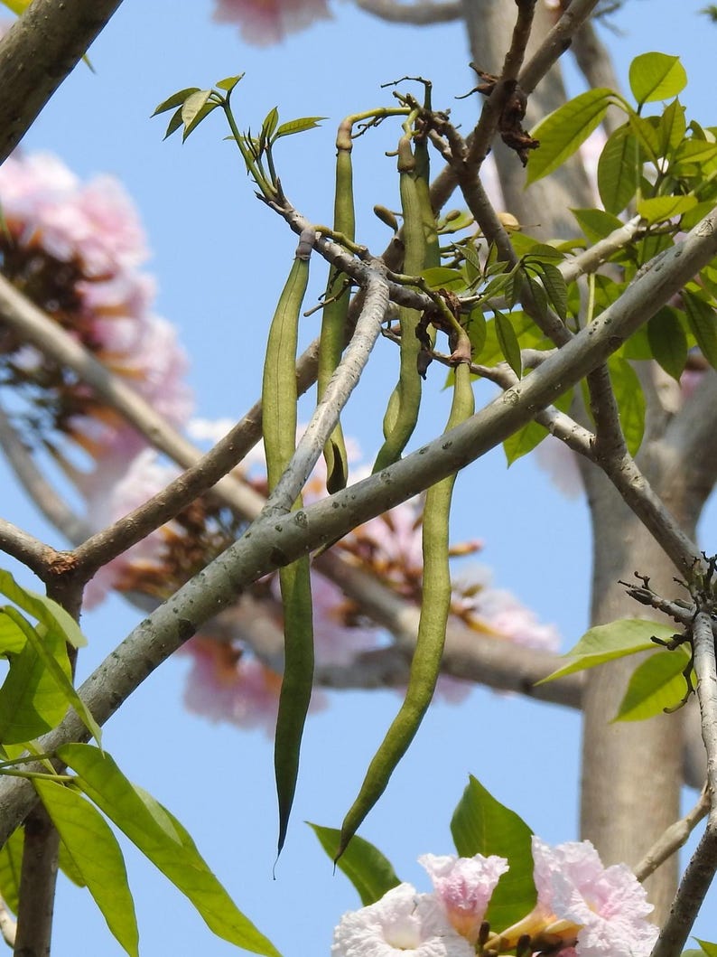 Peut inclure: De longues gousses vertes et fines pendent aux branches d'un arbre. Les gousses sont lisses et cylindriques, se terminant en pointe vers le bas. En arri&egrave;re-plan, des fleurs rose p&acirc;le et des feuilles vertes apparaissent sur un ciel bleu.