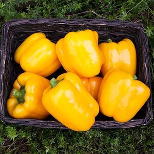 Más de 10 semillas de pimiento amarillo dulce, Capsicum annuum, pimiento morrón amarillo, pimiento dulce suave. imagen 5