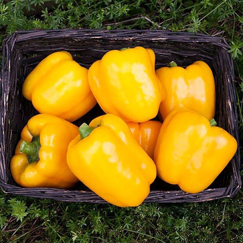 Más de 10 semillas de pimiento amarillo dulce, Capsicum annuum, pimiento morrón amarillo, pimiento dulce suave. imagen 5