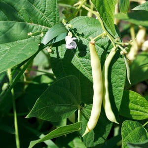 10-30 Sementes de Feijão Branco (Phaseolus vulgaris), Feijão Branco, Feijão Branco Pequeno imagem 4