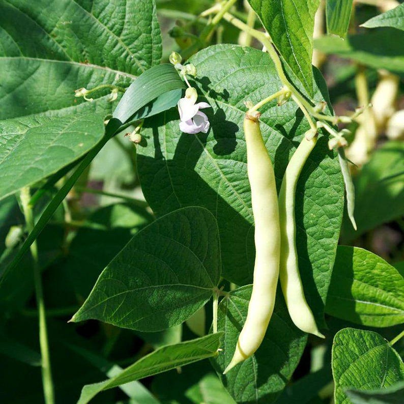 10-30 Sementes de Feijão Branco (Phaseolus vulgaris), Feijão Branco, Feijão Branco Pequeno imagem 4