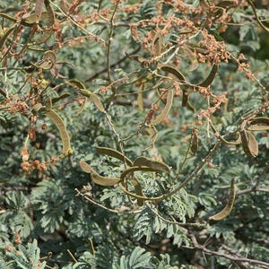 30-60 semillas de acacia de corteza blanca, Acacia Leucophloea, acacia de tallo blanco, acacia espinosa, acacia india, semillas de árboles tropicales imagen 12
