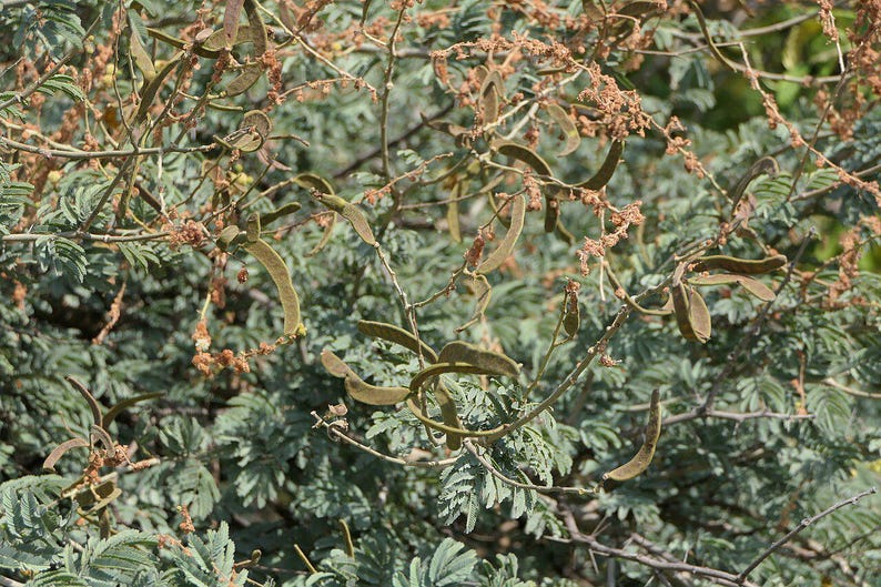 30-60 semillas de acacia de corteza blanca, Acacia Leucophloea, acacia de tallo blanco, acacia espinosa, acacia india, semillas de árboles tropicales imagen 12