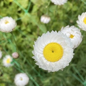 K&ouml;nnte beinhalten: Eine Gruppe von Strohblumen mit leuchtend gelben Mitten, die von mehreren Schichten wei&szlig;er, papierartiger Bl&uuml;tenbl&auml;tter umgeben sind. Die Blumen befinden sich hinter einem d&uuml;nnen, gr&uuml;nen Gartengitter mit Rautenmuster und gr&uuml;nem Laub.