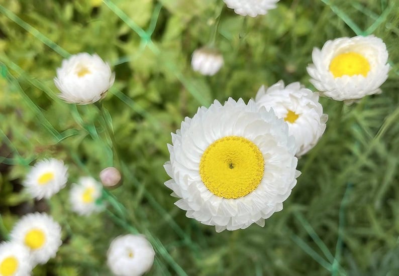 K&ouml;nnte beinhalten: Eine Gruppe von Strohblumen mit leuchtend gelben Mitten, die von mehreren Schichten wei&szlig;er, papierartiger Bl&uuml;tenbl&auml;tter umgeben sind. Die Blumen befinden sich hinter einem d&uuml;nnen, gr&uuml;nen Gartengitter mit Rautenmuster und gr&uuml;nem Laub.