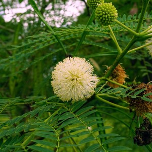 25-50 semi di Leucaena, Leucaena Leucocephala, Albero di piombo bianco, Subabul, Tamarindo selvatico, Semi di albero tropicale azotofissatore immagine 12