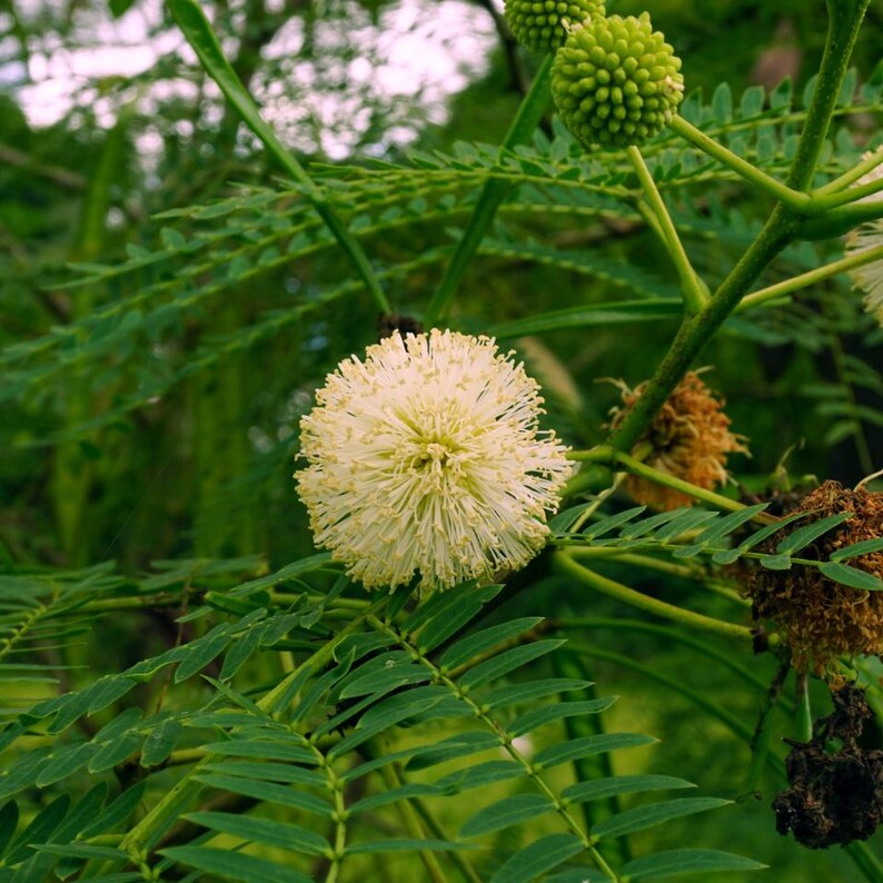 25-50 semi di Leucaena, Leucaena Leucocephala, Albero di piombo bianco, Subabul, Tamarindo selvatico, Semi di albero tropicale azotofissatore immagine 12