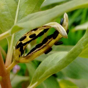 Pu&ograve; includere: Un baccello aperto che rivela file di piccoli semi neri di forma ovale all'interno. Il baccello &egrave; di colore marrone chiaro e fibroso, attaccato a un gambo di pianta verde con foglie verde chiaro visibili sullo sfondo.