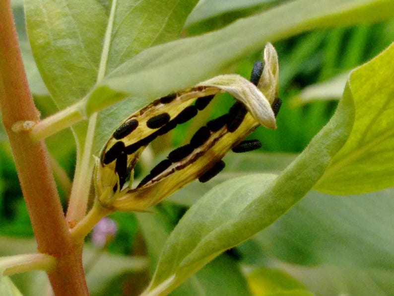 Pu&ograve; includere: Un baccello aperto che rivela file di piccoli semi neri di forma ovale all'interno. Il baccello &egrave; di colore marrone chiaro e fibroso, attaccato a un gambo di pianta verde con foglie verde chiaro visibili sullo sfondo.