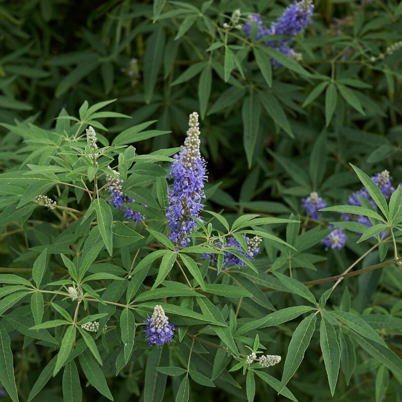 100-500 semillas de nirgundi, Vitex negundo, árbol casto de cinco hojas imagen 7