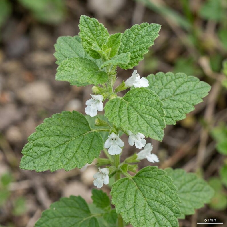 May include: A green plant with serrated, textured leaves and small, white, tubular flowers arranged in clusters along the stem. A small scale bar in the bottom right corner indicates a measurement of 5 mm for reference in this botanical view.