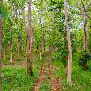 Pu&ograve; includere: Una scena boschiva con alberi alti e sottili dalla corteccia marrone chiaro e strutturata, con foglie di un verde vivace. Uno stretto sentiero sterrato con due evidenti tracce di pneumatici attraversa il bosco, circondato da erba verde.