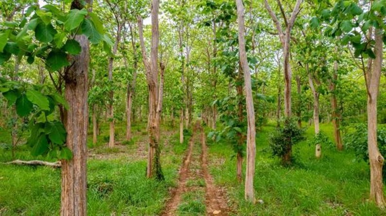 Pu&ograve; includere: Una scena boschiva con alberi alti e sottili dalla corteccia marrone chiaro e strutturata, con foglie di un verde vivace. Uno stretto sentiero sterrato con due evidenti tracce di pneumatici attraversa il bosco, circondato da erba verde.