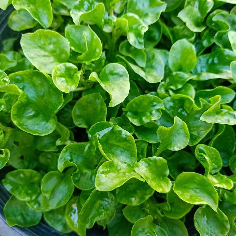 Meer dan 300 tuinkerszaadjes, Lepidium sativum, Halim, Microgreens kruiden afbeelding 6