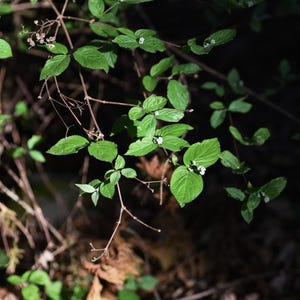 50-200 Samen der Strauchigen Stylosanthes (Stylosanthes scabra), einer Futterpflanzen-Leguminose Bild 3