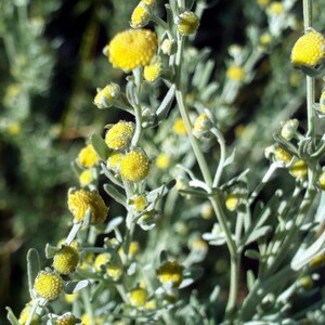Über 200 Samen des Gemeinen Beifußes (Artemisia vulgaris), einer wilden, aromatischen Pflanze Bild 6