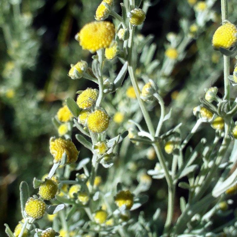 Über 200 Samen des Gemeinen Beifußes (Artemisia vulgaris), einer wilden, aromatischen Pflanze Bild 6