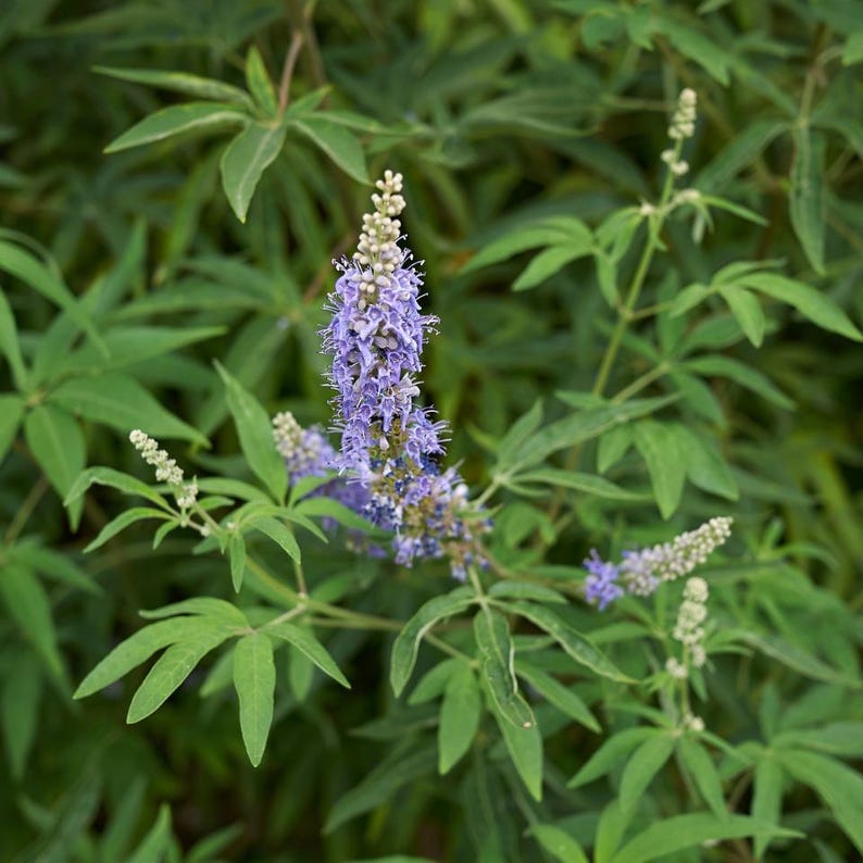 100-500 semillas de nirgundi, Vitex negundo, árbol casto de cinco hojas imagen 10