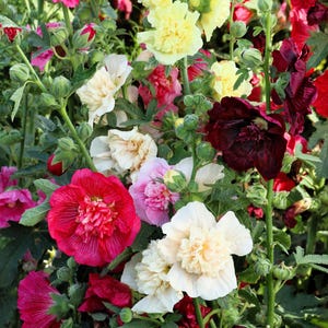 Peut inclure: Un groupe de fleurs de rose tr&eacute;mi&egrave;re hautes aux p&eacute;tales fronc&eacute;s et multicouches dans des tons vifs de magenta profond, cr&egrave;me doux, jaune p&acirc;le et bordeaux fonc&eacute;. Les plantes ont des tiges vertes avec de nombreux boutons et feuilles.