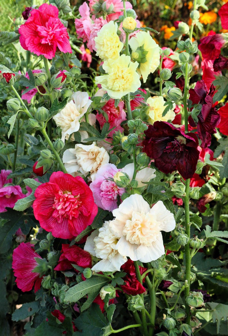 Peut inclure: Un groupe de fleurs de rose tr&eacute;mi&egrave;re hautes aux p&eacute;tales fronc&eacute;s et multicouches dans des tons vifs de magenta profond, cr&egrave;me doux, jaune p&acirc;le et bordeaux fonc&eacute;. Les plantes ont des tiges vertes avec de nombreux boutons et feuilles.