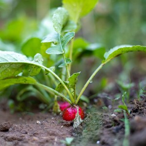 Über 100 Samen der chinesischen Rosenrettichsorte Raphanus sativus (Rosa Rettich), Wurzelgemüse Bild 9