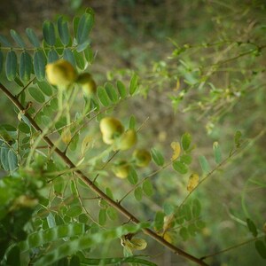 30-60 Tanner's Cassia Seeds, Senna Auriculata, Avaram Senna, Avaram, Yellow Flowering Shrub, Tropical Seeds image 9