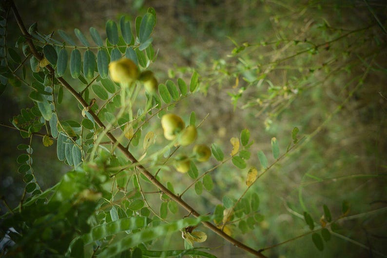 30-60 Tanner's Cassia Seeds, Senna Auriculata, Avaram Senna, Avaram, Yellow Flowering Shrub, Tropical Seeds image 9