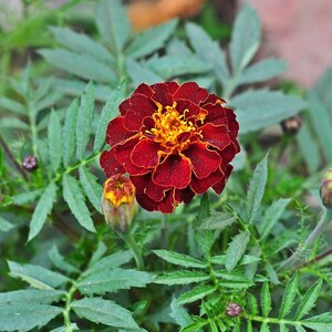 Plus de 100 graines de souci français (Tagetes patula), fleurs compactes pour bordures et pots image 3