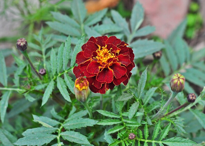 Plus de 100 graines de souci français (Tagetes patula), fleurs compactes pour bordures et pots image 3