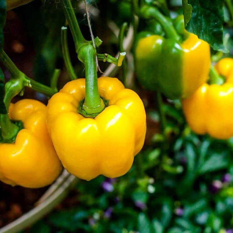 Más de 10 semillas de pimiento amarillo dulce, Capsicum annuum, pimiento morrón amarillo, pimiento dulce suave. imagen 8
