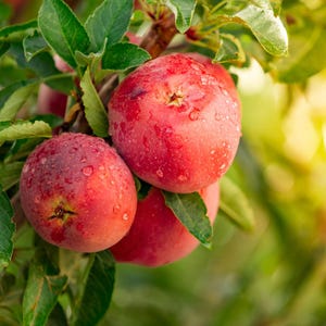 10-20 Himalayan Apple Mix Seeds, Malus domestica, Fruit Tree Seeds for Home Orchard image 7