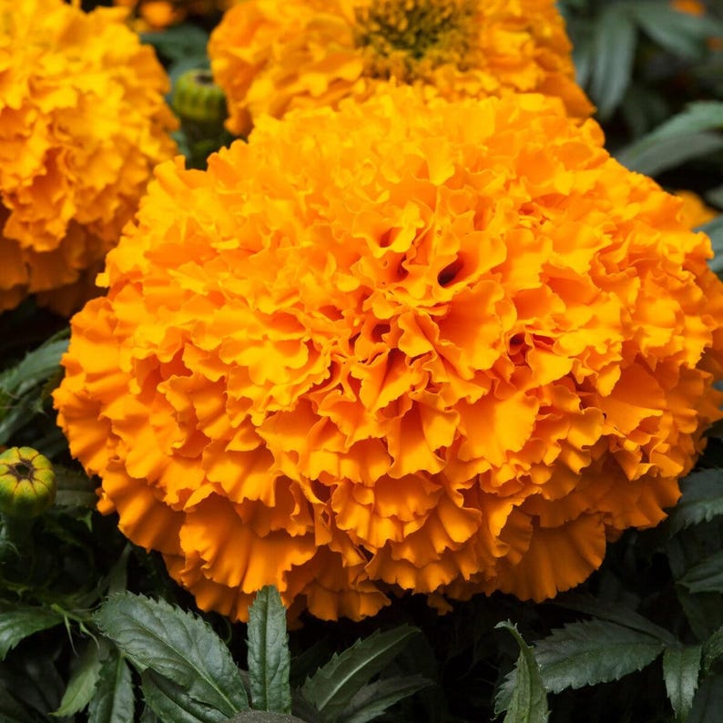 May include: A vibrant orange marigold flower with densely packed, ruffled petals. The bloom is round and full, showcasing a rich, saturated color. Dark green, serrated leaves are visible at the base, along with a small, unopened flower bud.