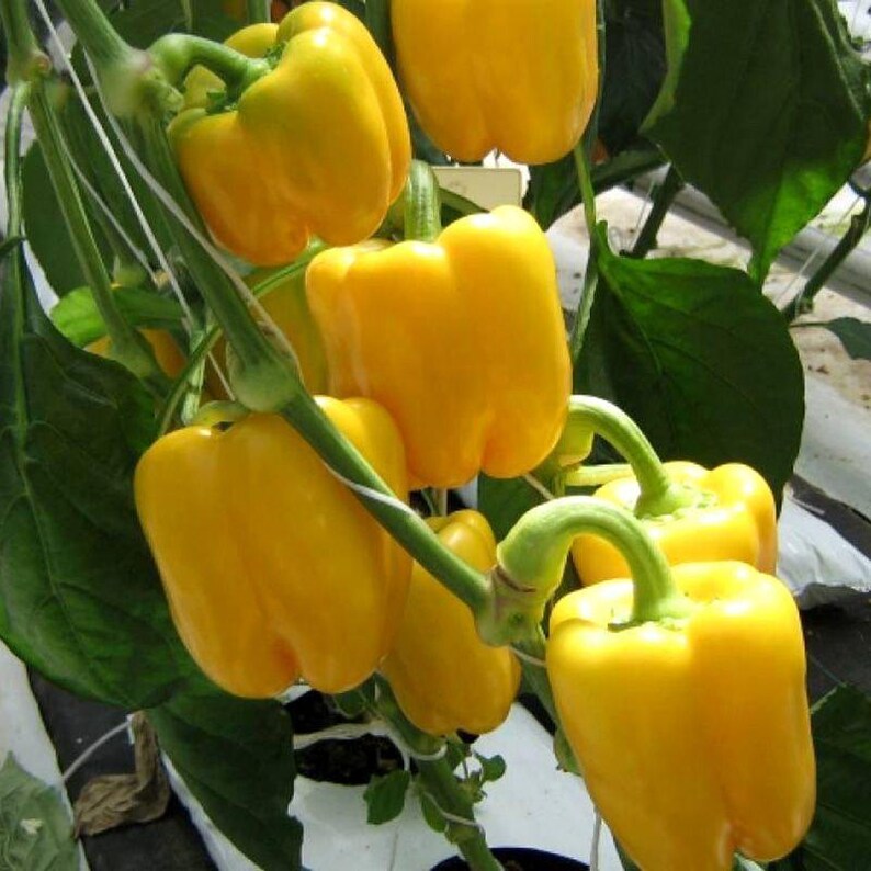 Más de 10 semillas de pimiento amarillo dulce, Capsicum annuum, pimiento morrón amarillo, pimiento dulce suave. imagen 7