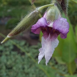 May include: A single drooping flower featuring vibrant purple petals at the top and a delicate, elongated white petal extending downwards. The flower is attached to a green, hairy stem with a pointed, fuzzy green bud casing visible at the base.