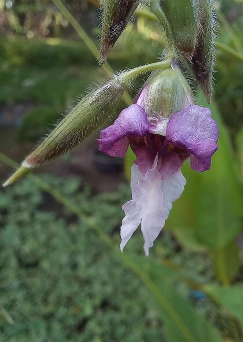 May include: A single drooping flower featuring vibrant purple petals at the top and a delicate, elongated white petal extending downwards. The flower is attached to a green, hairy stem with a pointed, fuzzy green bud casing visible at the base.