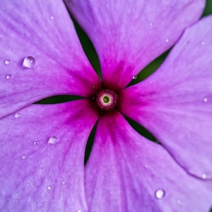 Pu&ograve; includere: Un fiore viola vibrante con cinque petali arrotondati, caratterizzato da un centro magenta intenso e un piccolo occhio verde. Diverse gocce d'acqua trasparenti sono sparse sulla superficie liscia dei petali, mettendone in risalto la trama.