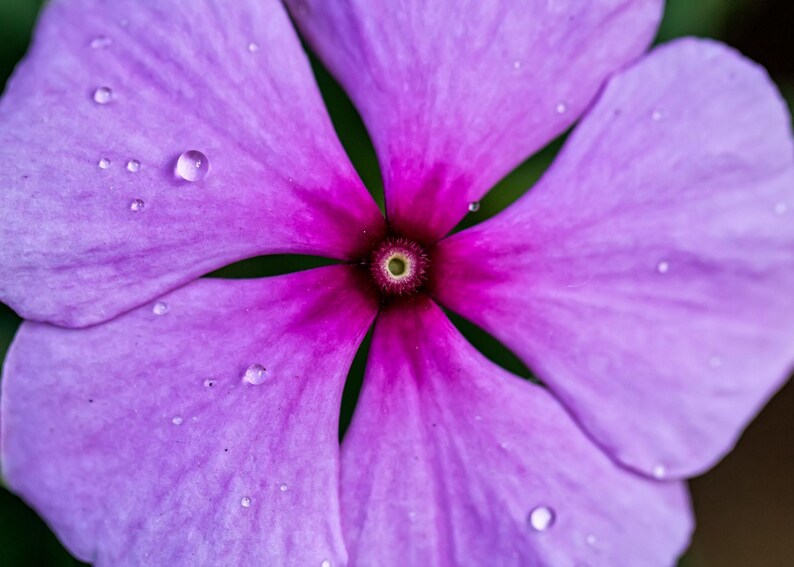Pu&ograve; includere: Un fiore viola vibrante con cinque petali arrotondati, caratterizzato da un centro magenta intenso e un piccolo occhio verde. Diverse gocce d'acqua trasparenti sono sparse sulla superficie liscia dei petali, mettendone in risalto la trama.