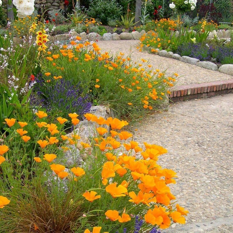 May include: A garden path lined with vibrant orange California poppies and purple lavender flowers. The walkway is constructed from light-coloured gravel and bordered by natural stone rocks, with a small brick step leading to a higher garden level.