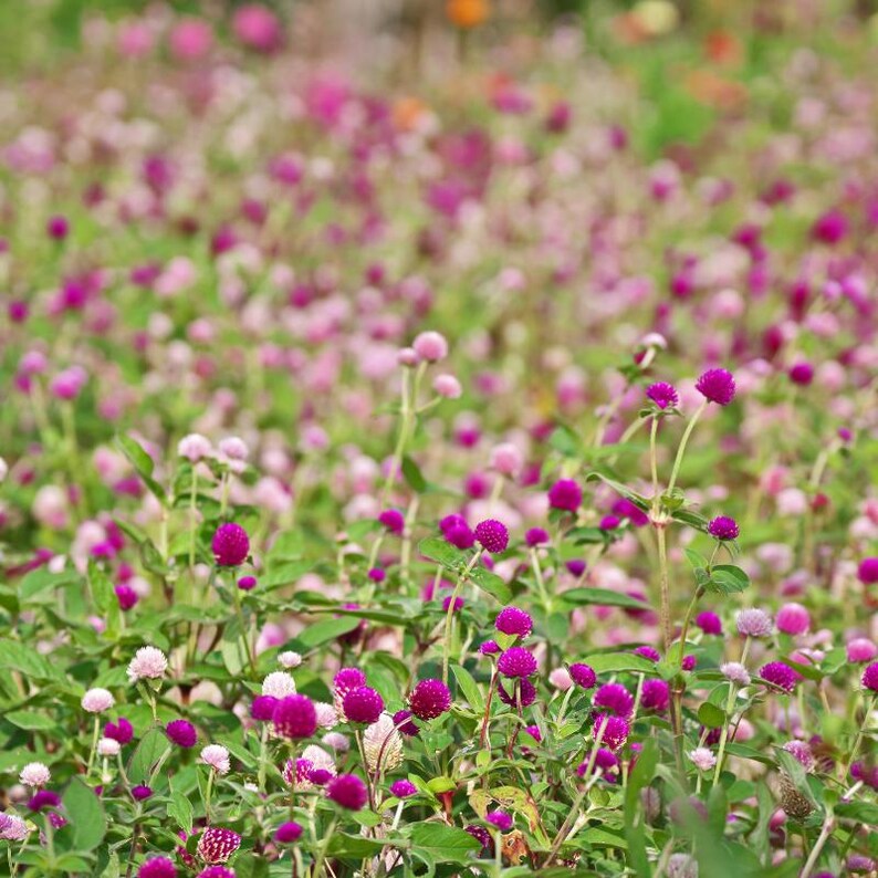 100+ Gomphrena Mixed Color Seeds, Globe Flower Mix, Garden Flower image 5