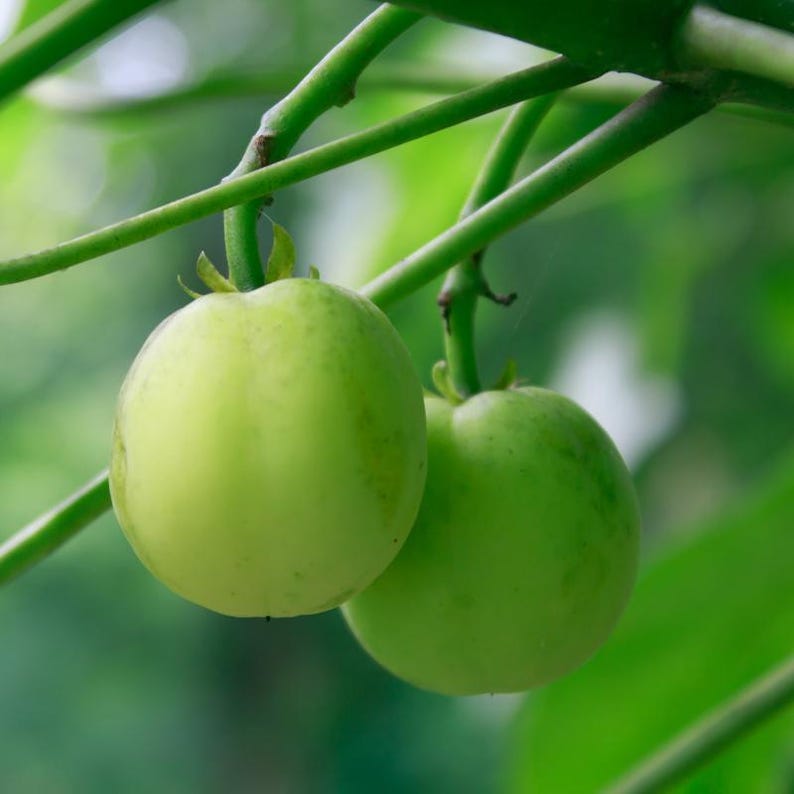 5+ Jatropha-Samen, Jatropha curcas, Heilpflanze, Zierpflanze Bild 7