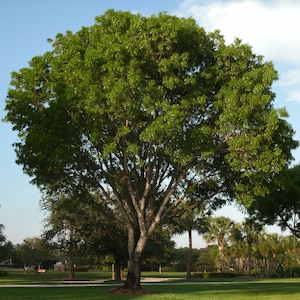 Pu&ograve; includere: Un grande albero maturo con una chioma densa e arrotondata di foglie verde brillante e un tronco spesso e strutturato. L'albero si erge in modo prominente su un'area erbosa sotto un cielo azzurro, con palme pi&ugrave; piccole sullo sfondo.